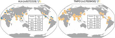 Interaction of HLA Class II rs9272219 and TMPO rs17028450 (Arg690Cys) Variants Affects Neuromyelitis Optica Spectrum Disorder Susceptibility in an Admixed Mexican Population